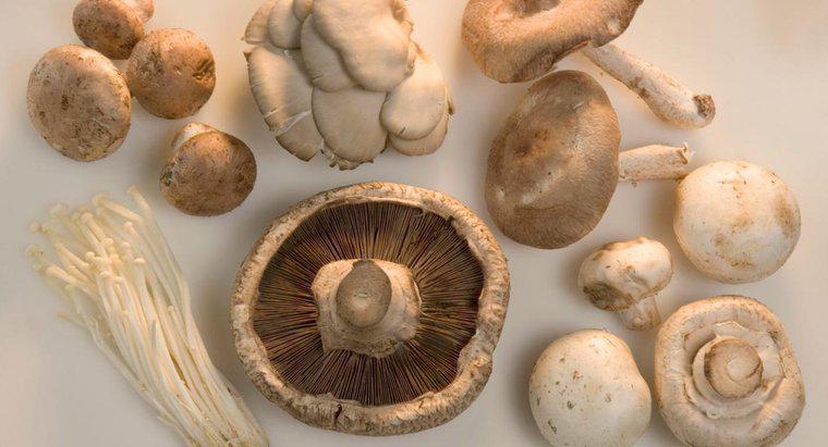 Quels sont les différents types de champignons ?