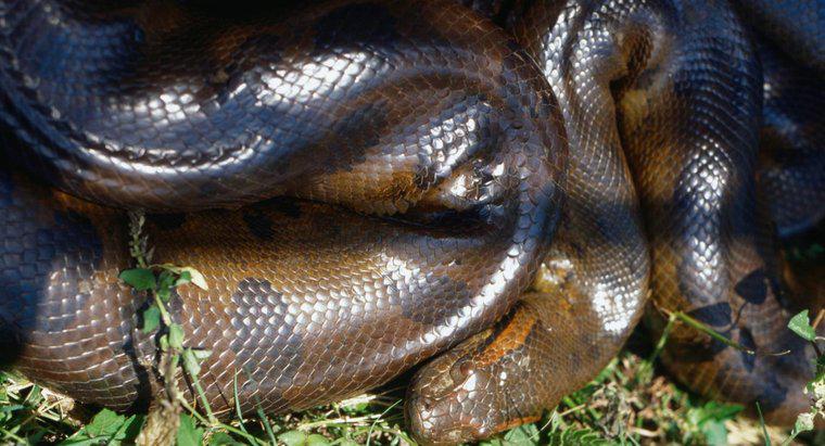 Comment les anacondas tuent-ils leurs proies ?
