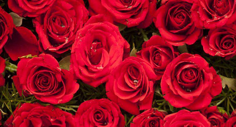 Quel est le meilleur poème insultant pour la Saint-Valentin « Les roses sont rouges » ?