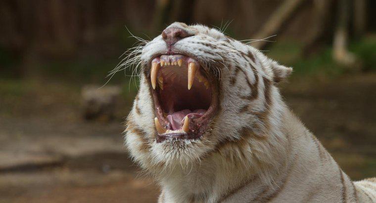 Que mangent les tigres blancs ?