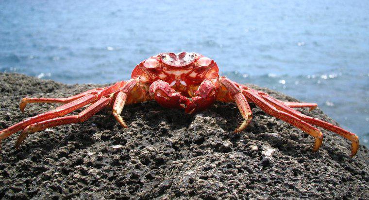 Où vivent les crabes ?