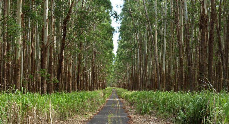 Quelles sont les utilisations du bois d'eucalyptus?