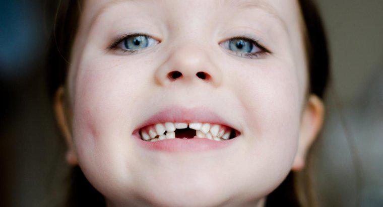 Quelle est la fonction d'une dent incisive?