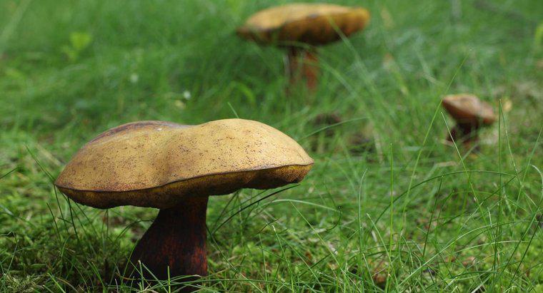 Quelle est la classification scientifique des champignons ?