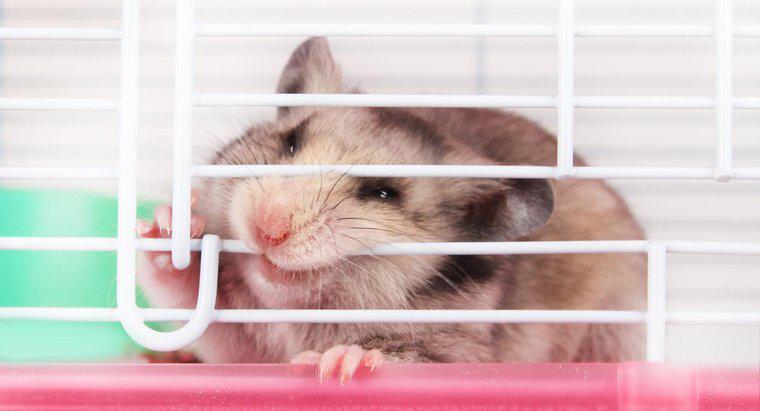 Les morsures de hamster sont-elles dangereuses pour les humains ?