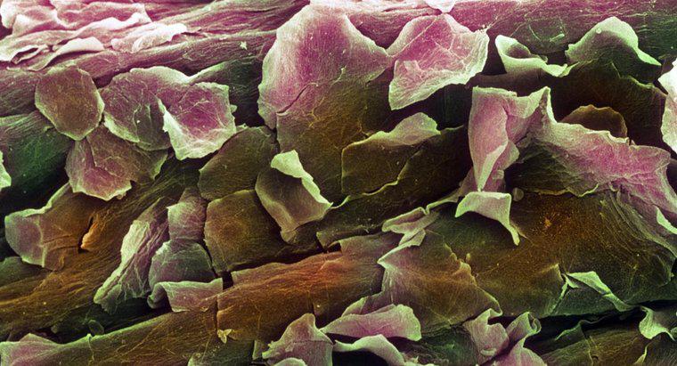 Quelle est la fonction de la couche de derme des cellules?