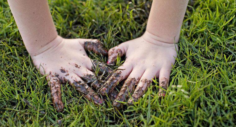 Combien de germes y a-t-il sur la main humaine ?