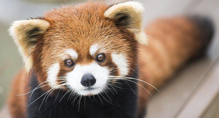 Quels sont les faits sur les pandas roux ?