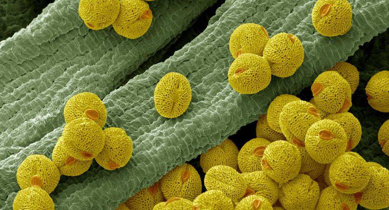 Quelle est la fonction d'une cellule pollinique?