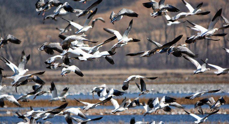 Quels oiseaux migrent en hiver ?