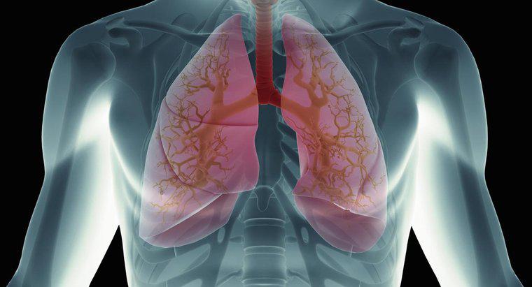 Que se passe-t-il lorsque le sang atteint les poumons ?
