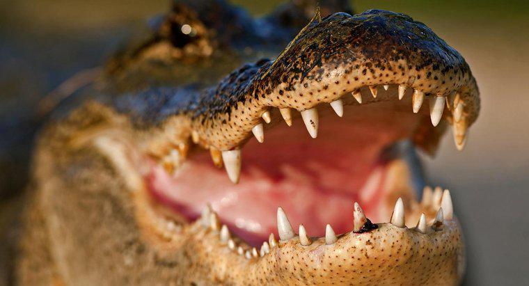 Comment un alligator se protège-t-il ?