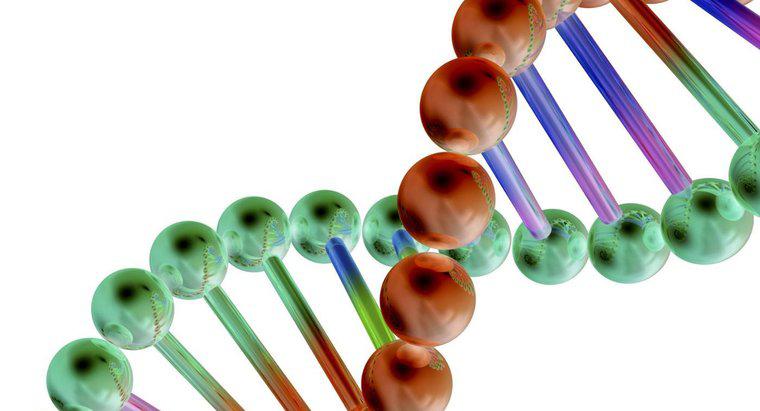 Comment les gènes sont-ils liés à l'ADN?