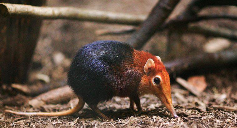 Quel est le plus petit mammifère sur Terre ?