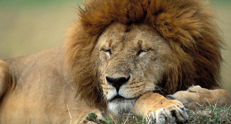Qu'est-ce que l'habitat naturel d'un lion ?