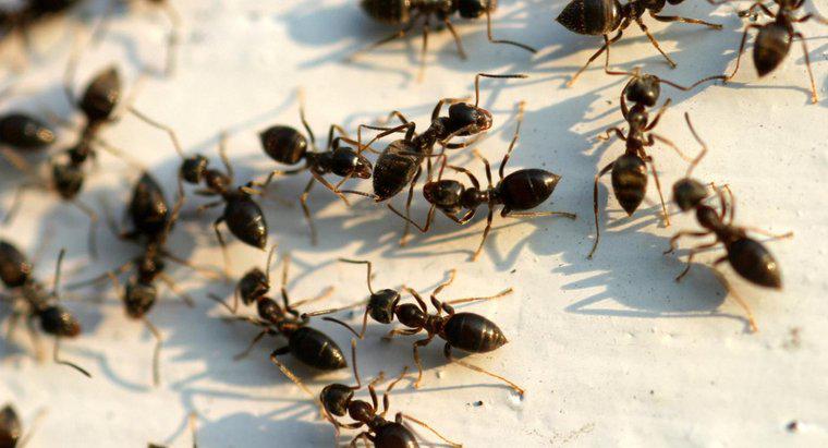 Comment se débarrasser des grosses fourmis noires ?