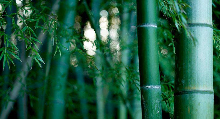 Combien de temps faut-il pour faire pousser du bambou ?