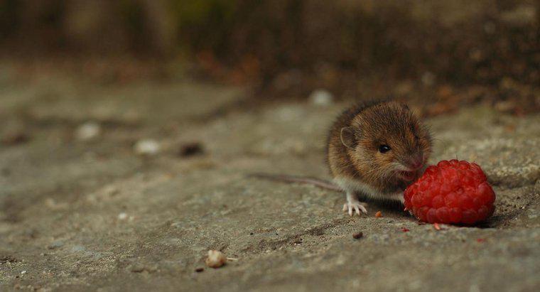 Les souris sont-elles carnivores ou herbivores ?