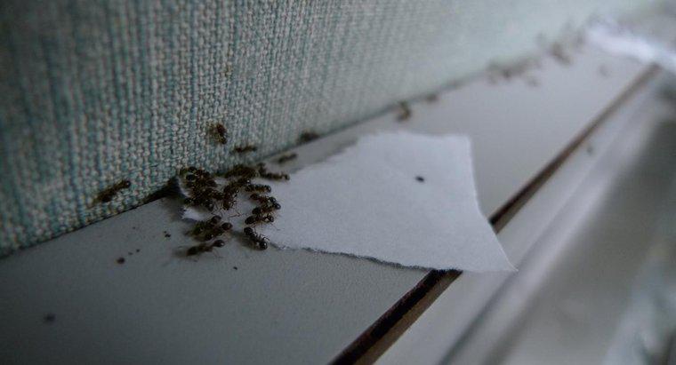 Comment utiliser un mélange de bicarbonate de soude et de sucre glace pour se débarrasser des fourmis ?