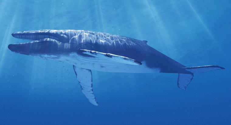 Que fait-on pour protéger la baleine bleue de l'extinction ?