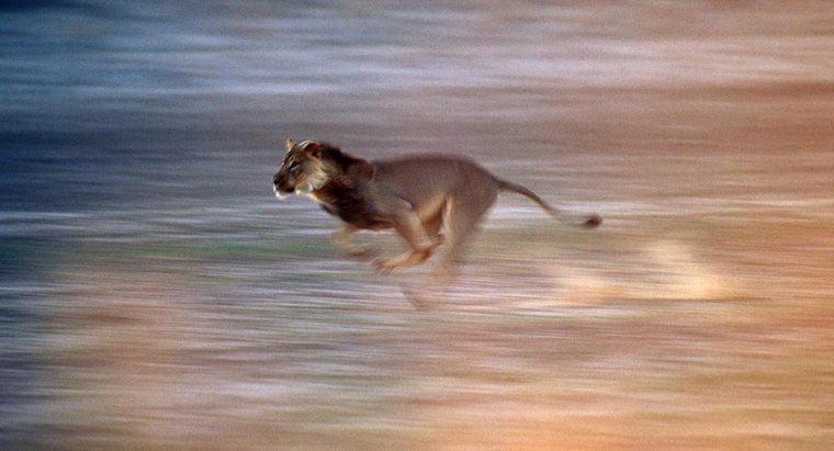 À quelle vitesse un lion peut-il courir ?