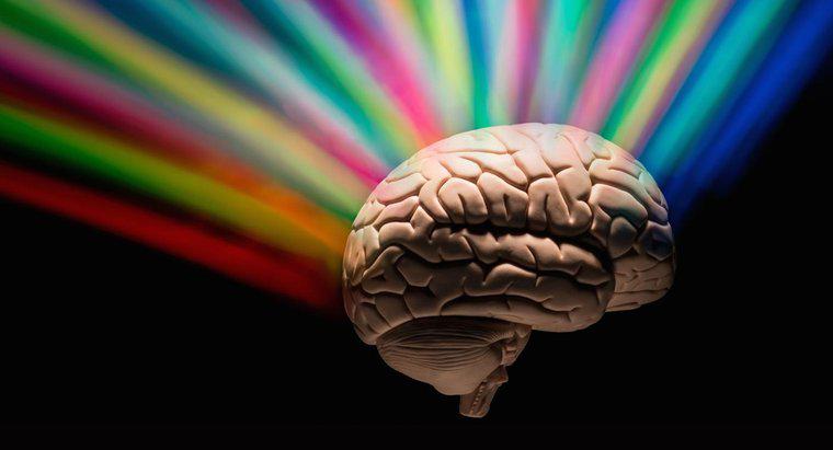 Quelle quantité de cerveau les gens utilisent-ils ?