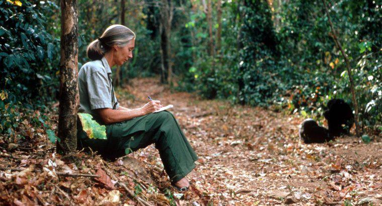 Quels sont les faits intéressants sur Jane Goodall ?