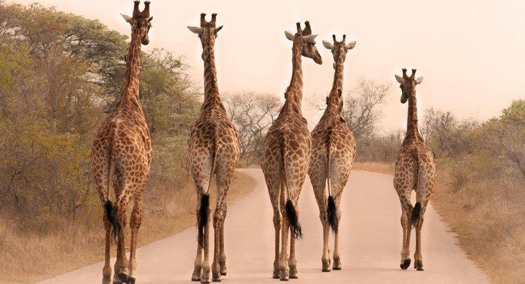 Pourquoi les girafes sont-elles si grandes ?