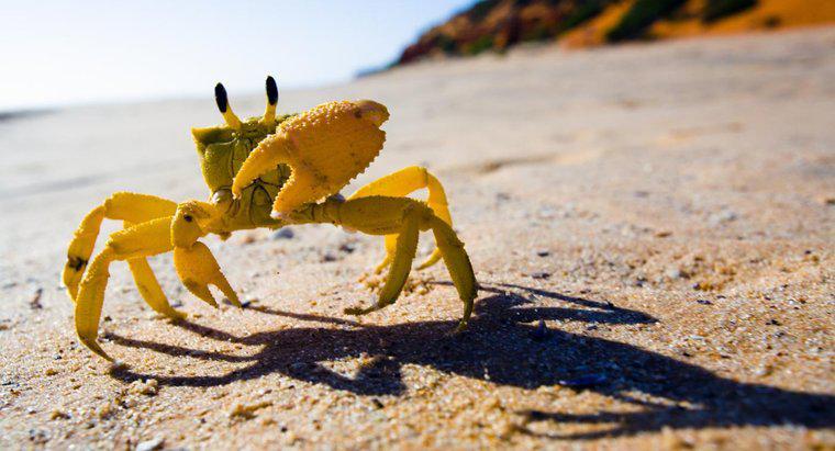 Comment un crabe s'adapte-t-il à la vie en bord de mer ?