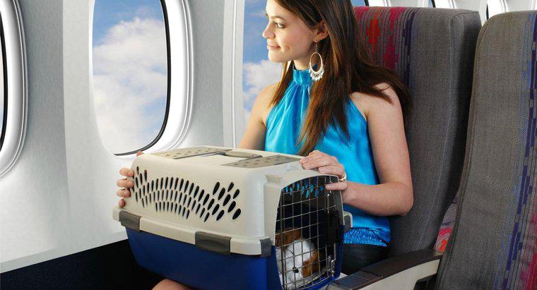 Combien les compagnies aériennes facturent-elles pour faire voyager un animal de compagnie ?