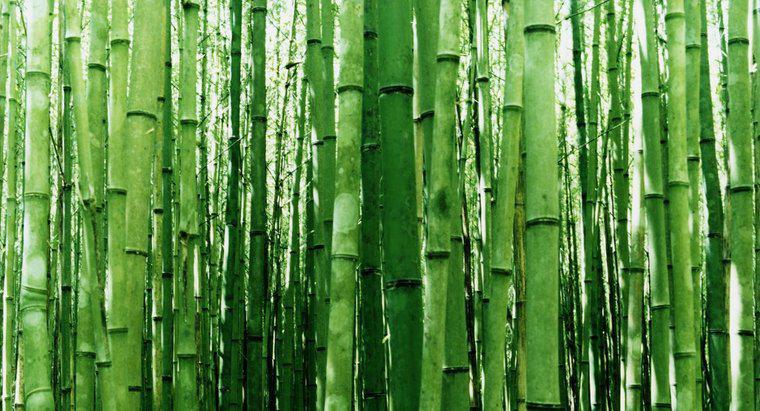 Quelle est la meilleure façon de couper le bambou ?
