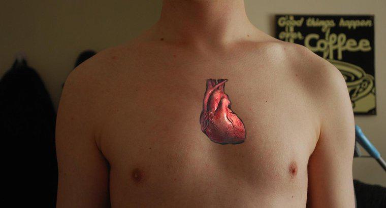 Pourquoi le cœur est-il considéré comme une double pompe ?