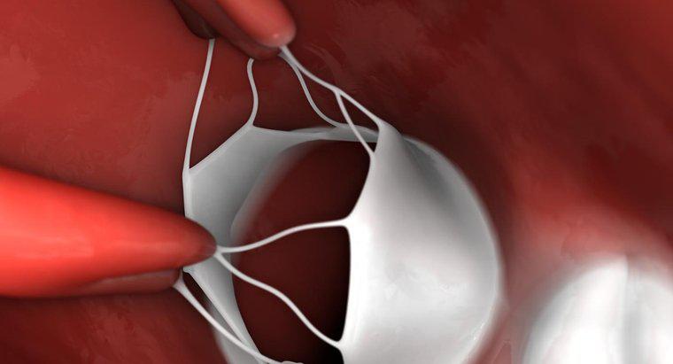 Quel est le but des valves cardiaques?