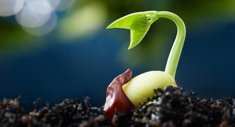 Quelles sont les cinq étapes de la germination des graines ?
