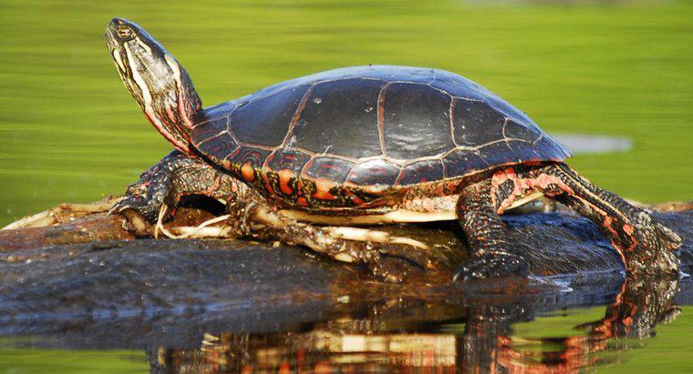 Que mangent les tortues solaires ?