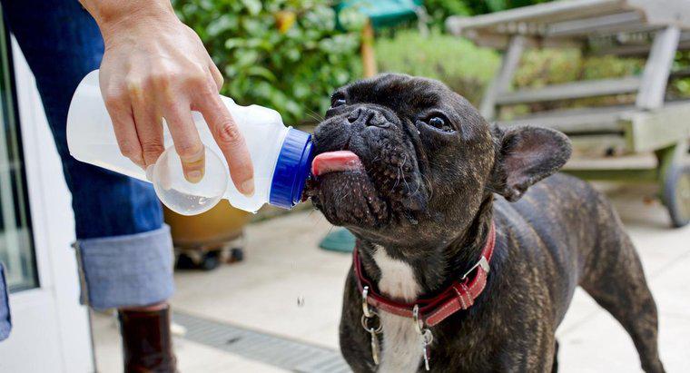Combien de temps un chien peut-il vivre sans eau ?