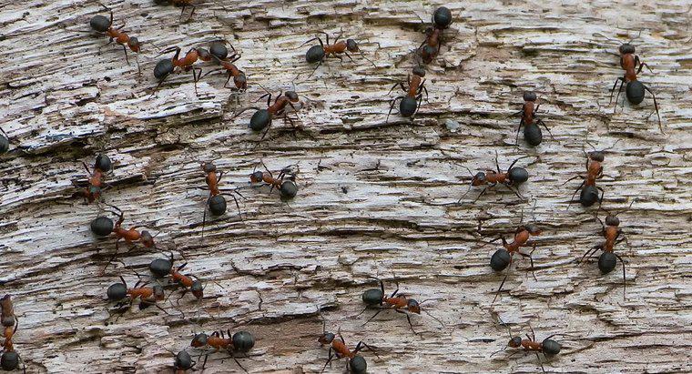 Combien y a-t-il de fourmis dans le monde ?