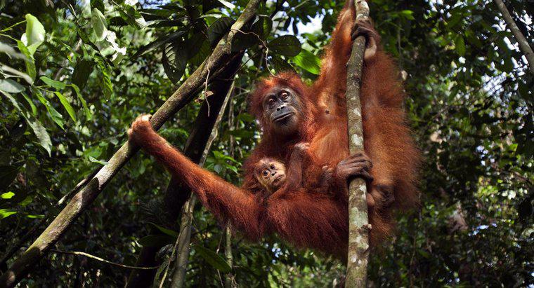 Que fait-on pour sauver l'orang-outan ?