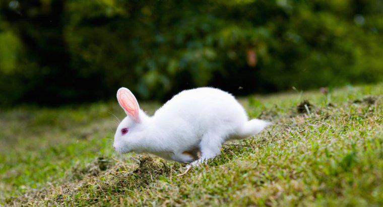 Quelles plantes de jardin sont toxiques pour les lapins ?