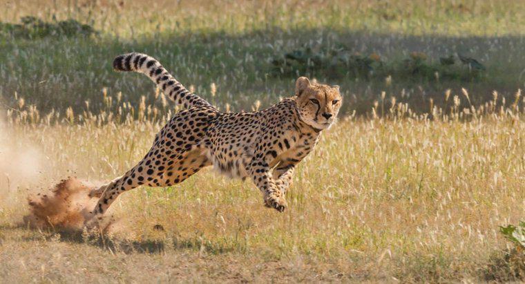 Une autruche est-elle plus rapide qu'un guépard ?