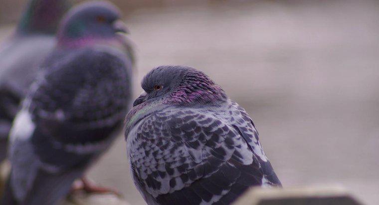 Comment savoir si un pigeon est un mâle ou une femelle ?