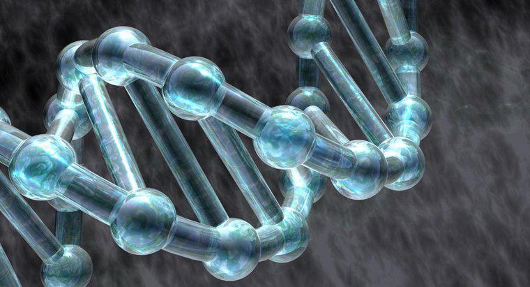 Quels rôles jouent les protéines dans la réplication de l'ADN ?