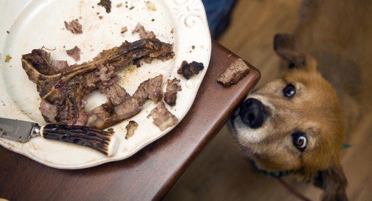 Puis-je donner à mon chien un os à steak ?