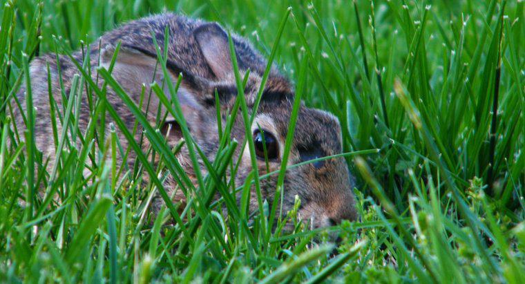 Pourquoi les lapins creusent-ils des trous dans les pelouses et les jardins ?