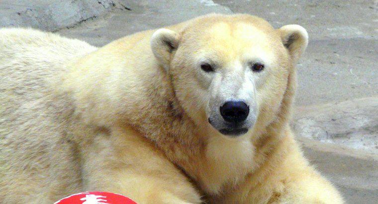 Quel est le poids moyen d'un ours polaire adulte ?