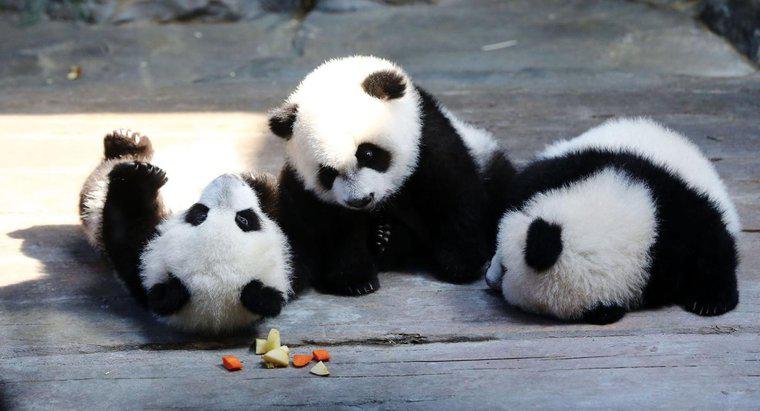 Quels sont les faits sur les pandas que la plupart des gens ne connaissent pas ?