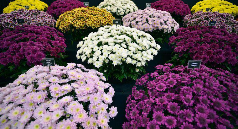 Quels types de variétés de chrysanthème existe-t-il ?