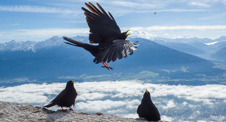 Pourquoi les corbeaux se rassemblent-ils ?