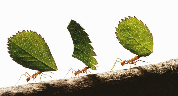 Quelle est la force des fourmis ?