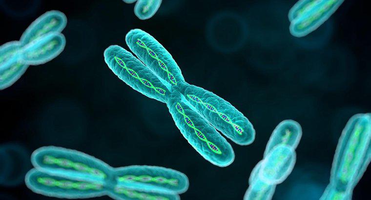 Quel est le but des chromosomes?